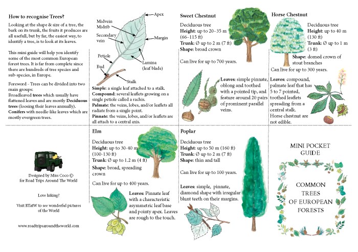 Mini Guide on Trees available on www.RoadTripsaroundtheWorld.com