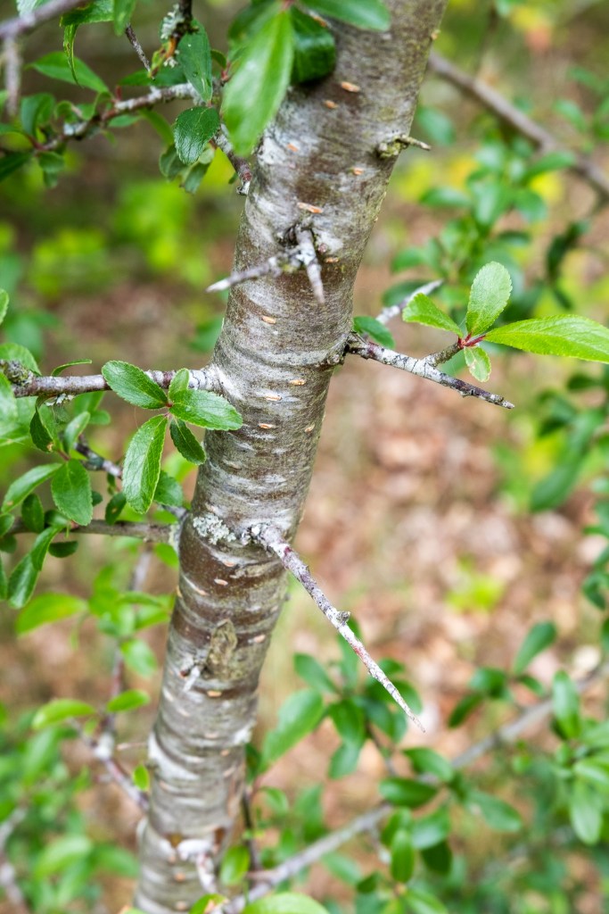 Epine noire - Prunellier - Prunus spinosa - Blackthorn