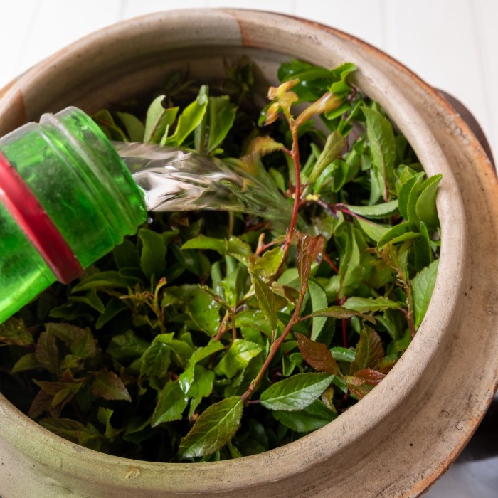 Vin d'Epine recipe - pouring the eau de vie