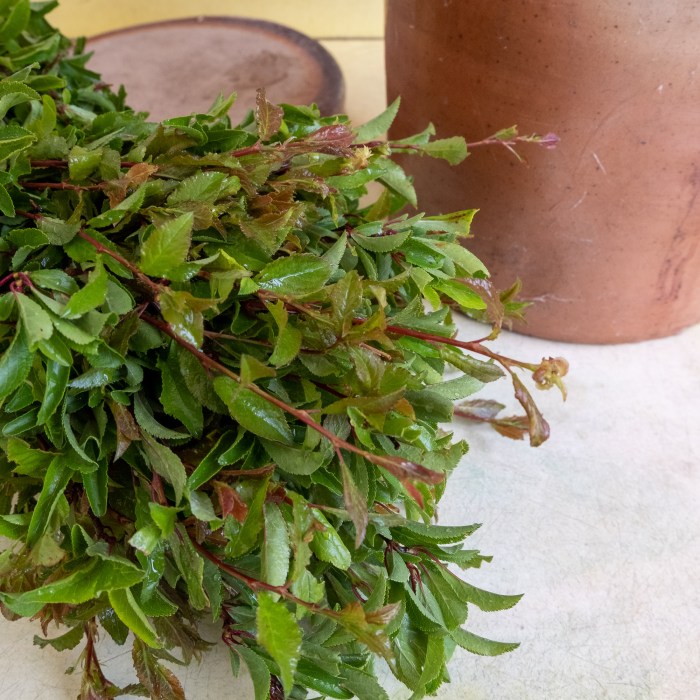 Young shoots of Blackthorn ready to macerate