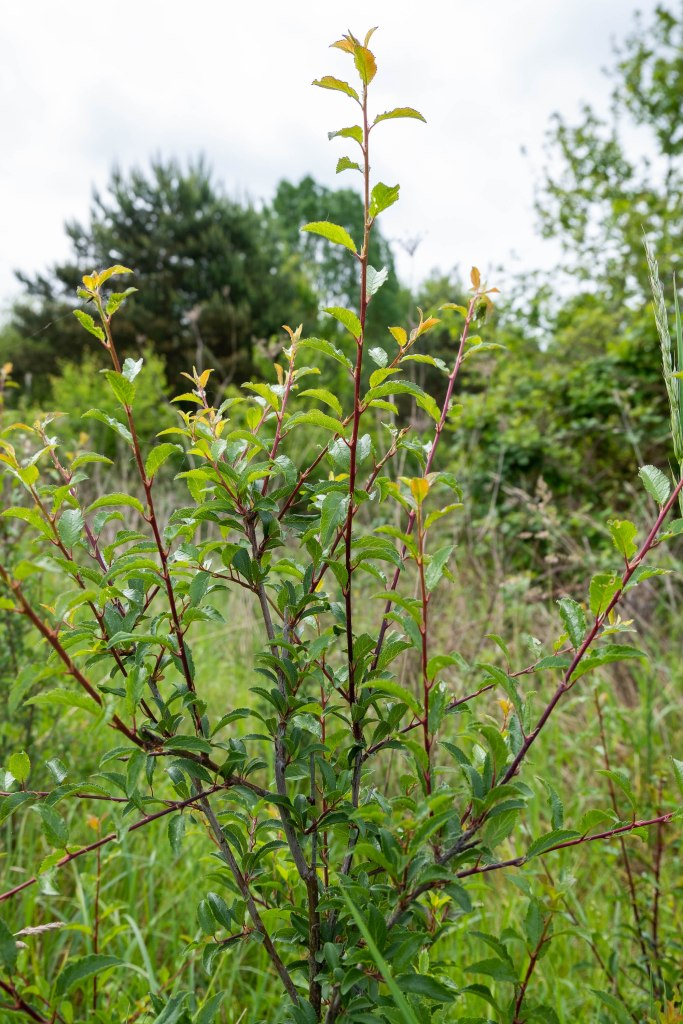 Young shoots of Blackthorn