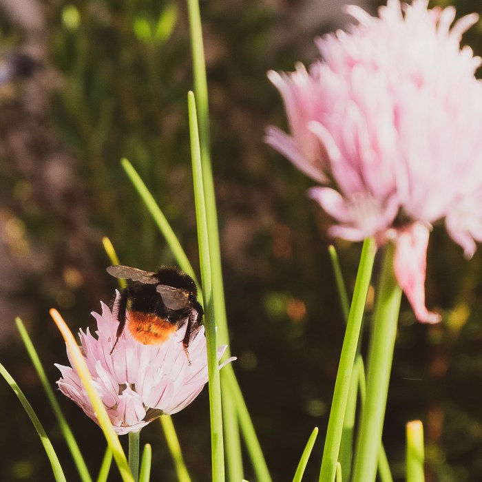a wild bee on flower