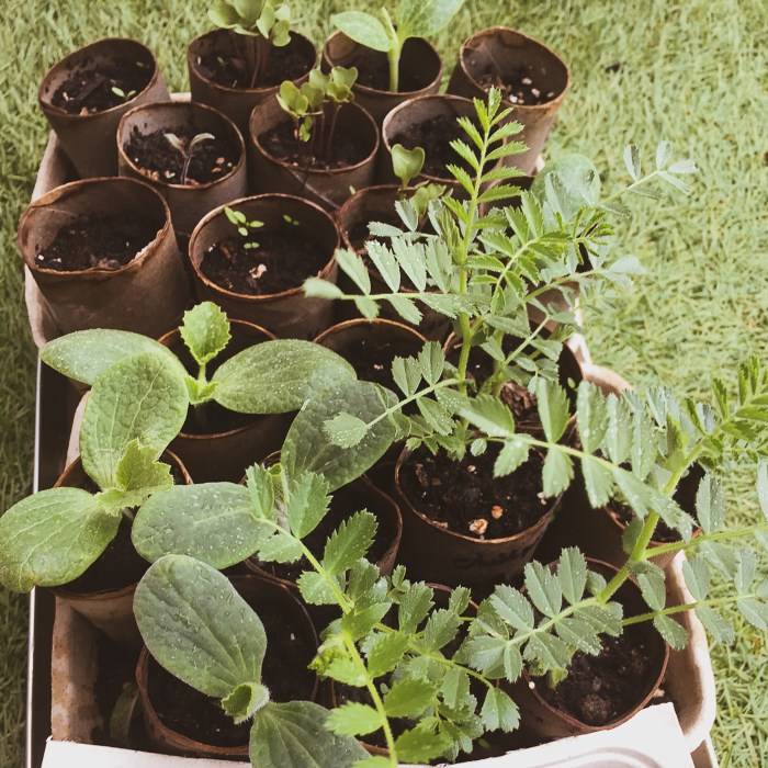chickpeas & butternuts growing