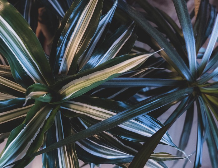 Just some of my pretty plants, because why not!