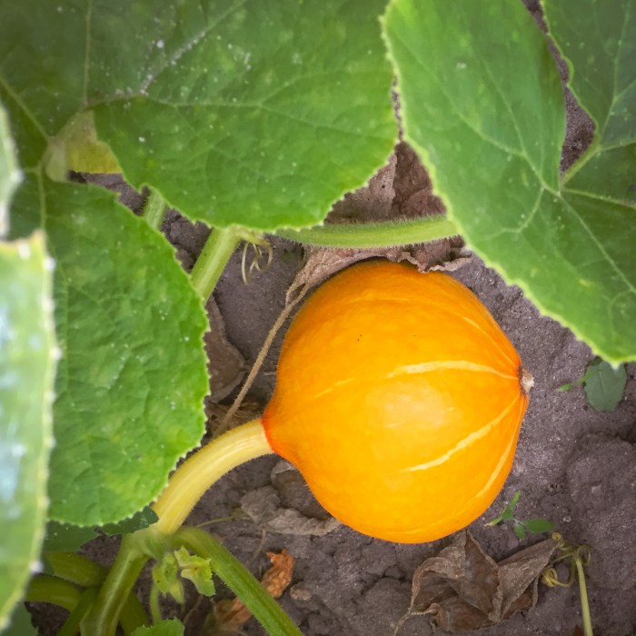 Gardening experimentation