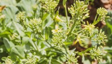 Cabbage sprouts blooming
