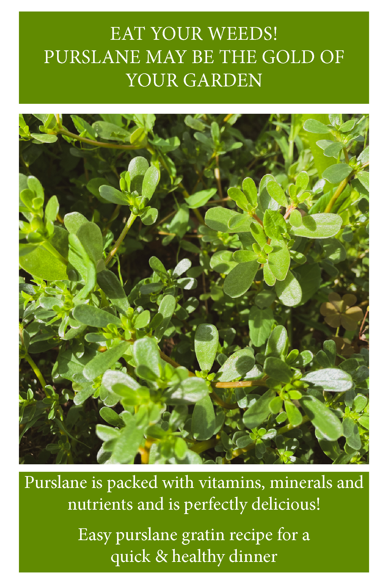 Purslane? One of the most annoying weed in your garden may also be the super food you've been looking for. It's super good too! 