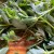 Purslane preparation