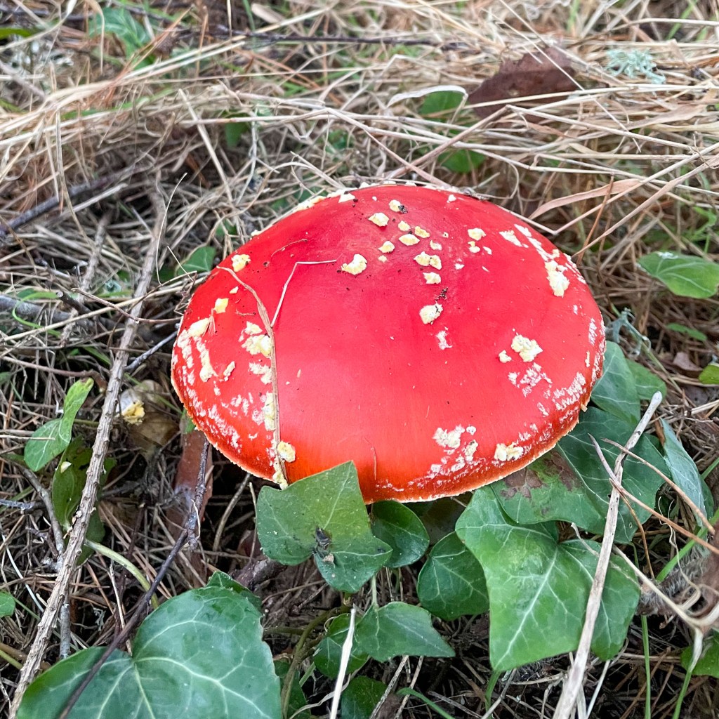 Adventurous mushroom picking