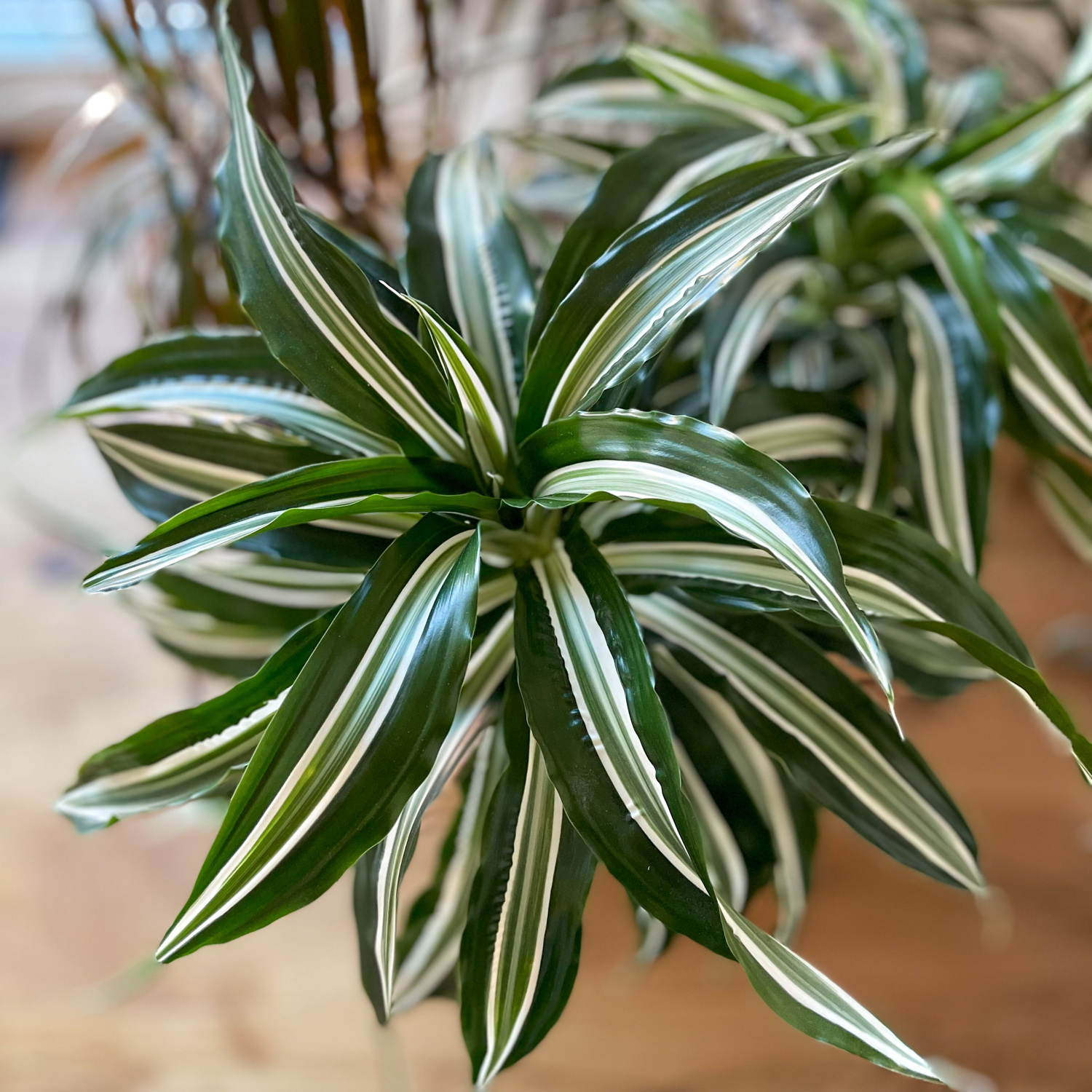 Happy in her new pot