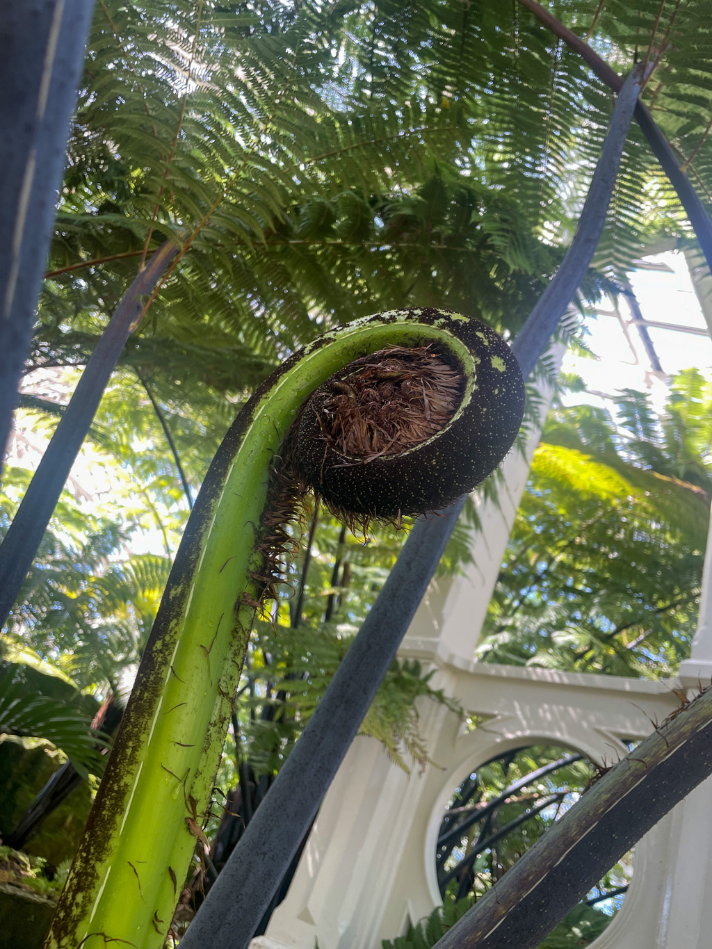 Kew Garden - inside the Temperate House