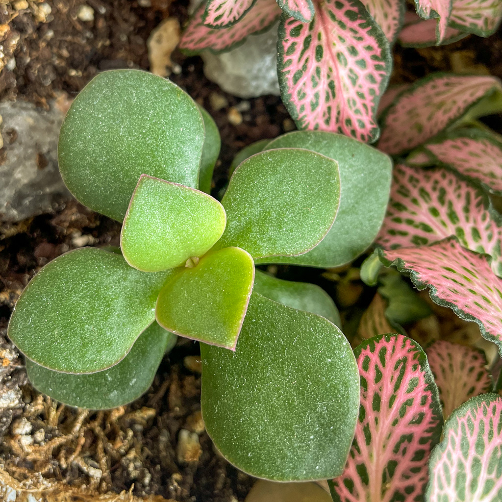 Baby Money plant