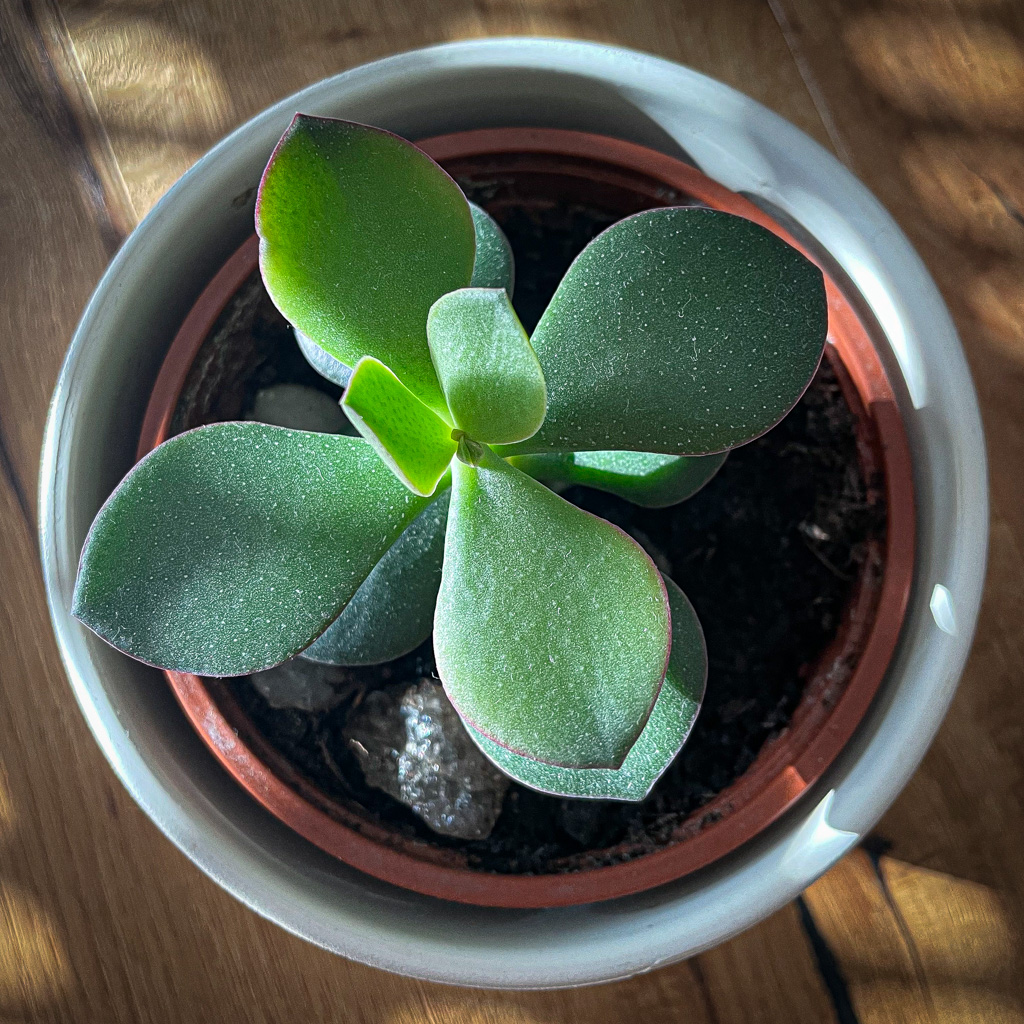 Money plant is growing