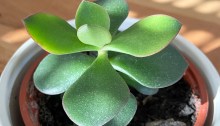 Money plant - Jade plant