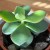 Money plant - Jade plant