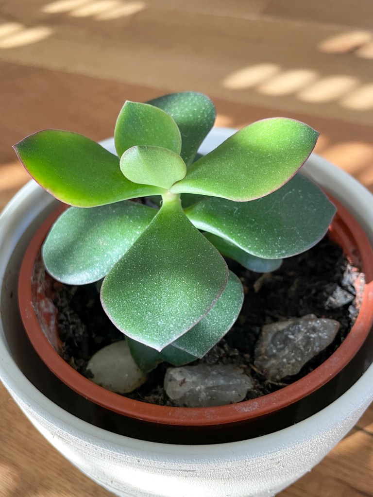 Money plant - Jade plant