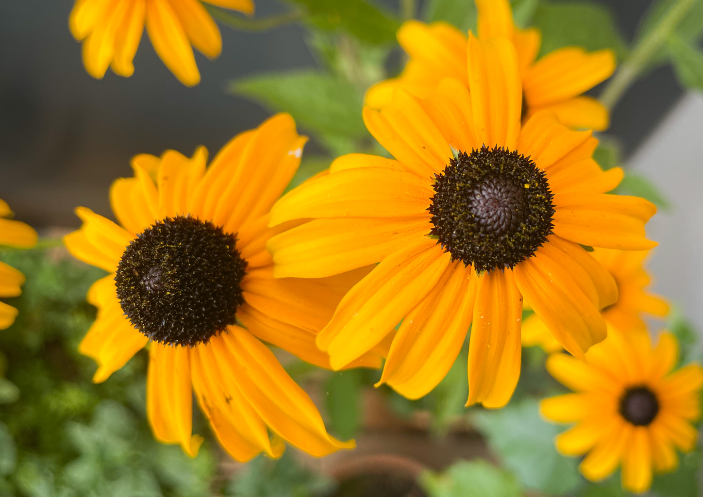 pretty yellow flowers
