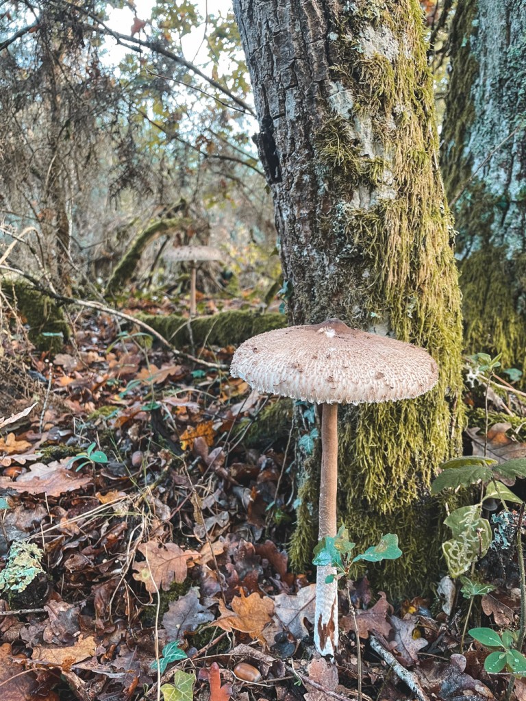 I wish I didn't eat some yesterday!