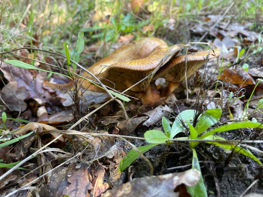 It's ok, I won't pick you!