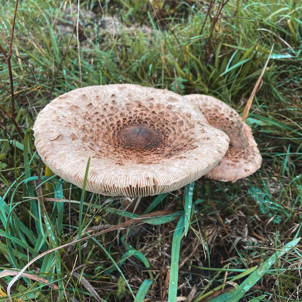Mushrooms bounty round 2