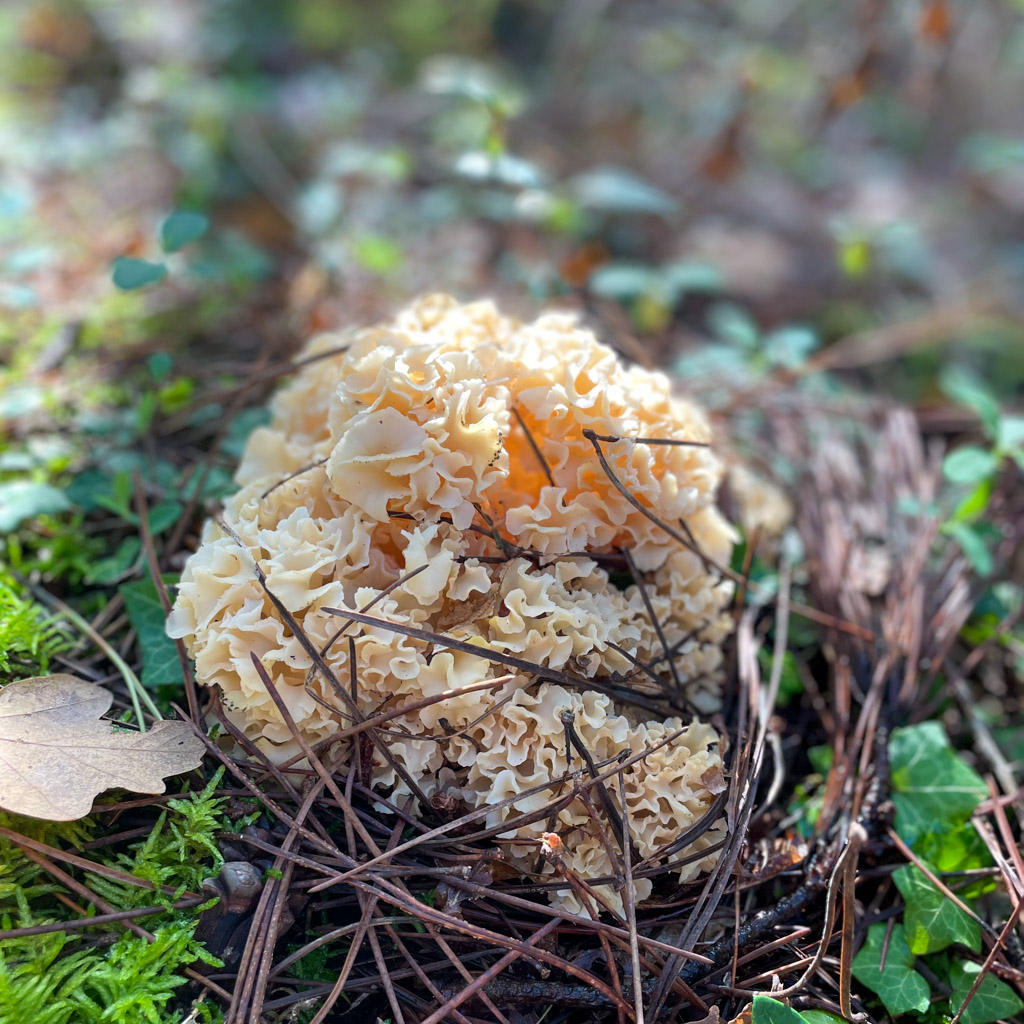 Mushrooms I should have picked