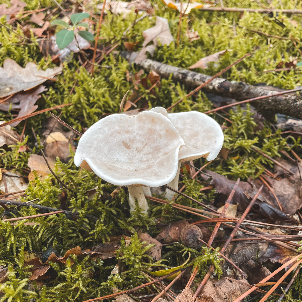 You are pretty but I won't bother you!