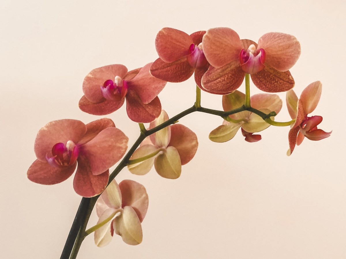 Cycle Syncing: It’s not easy to be a woman