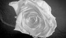 White rose