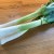 Leeks from my dad's garden