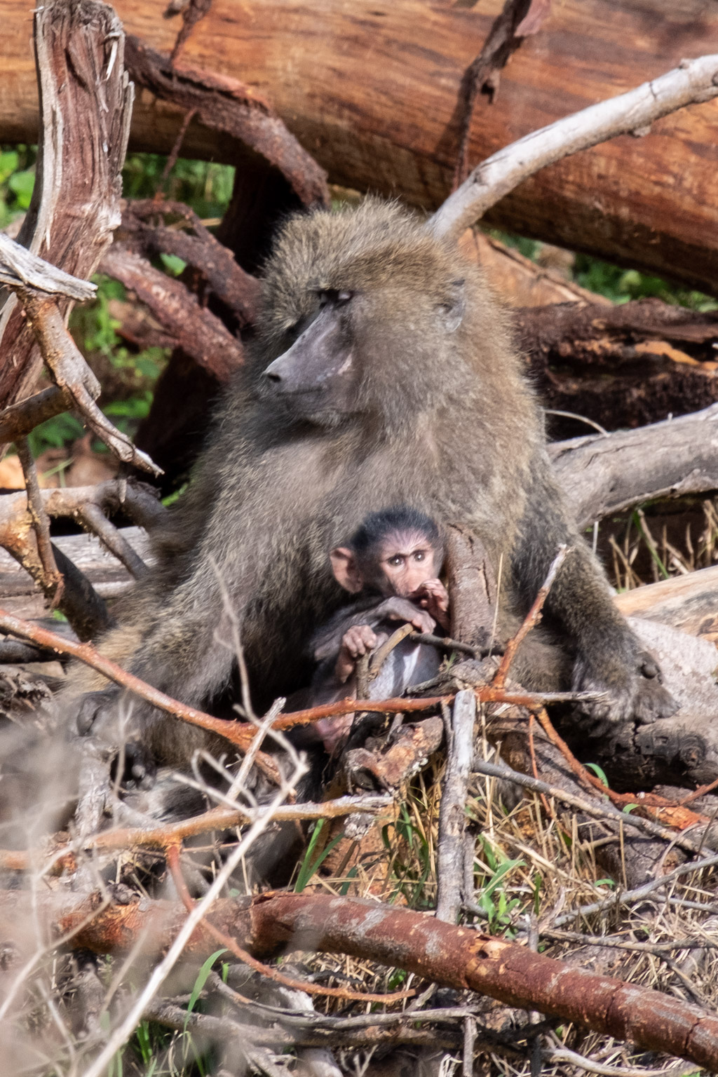 Baby baboon - Lake Nakuru - Kenya