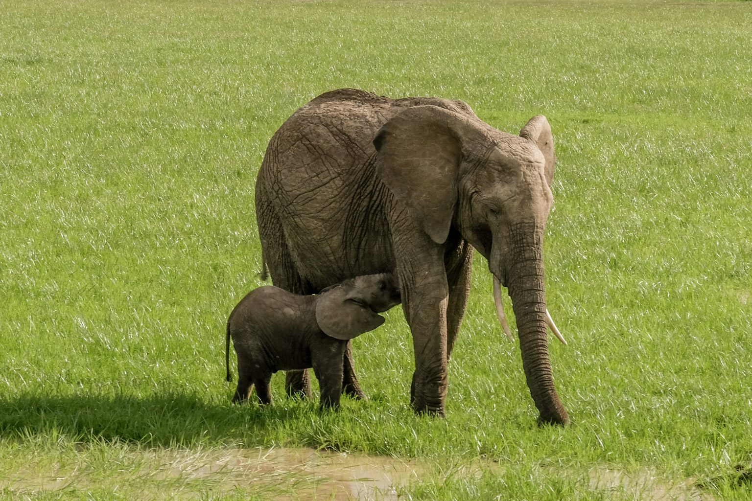 Baby elephant suckling - Mont Kenya