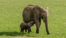 Baby elephant suckling - Mont Kenya