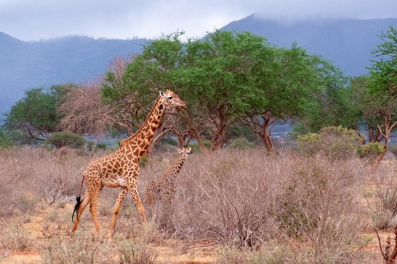 Baby giraffe - Masai Mara, Kenya