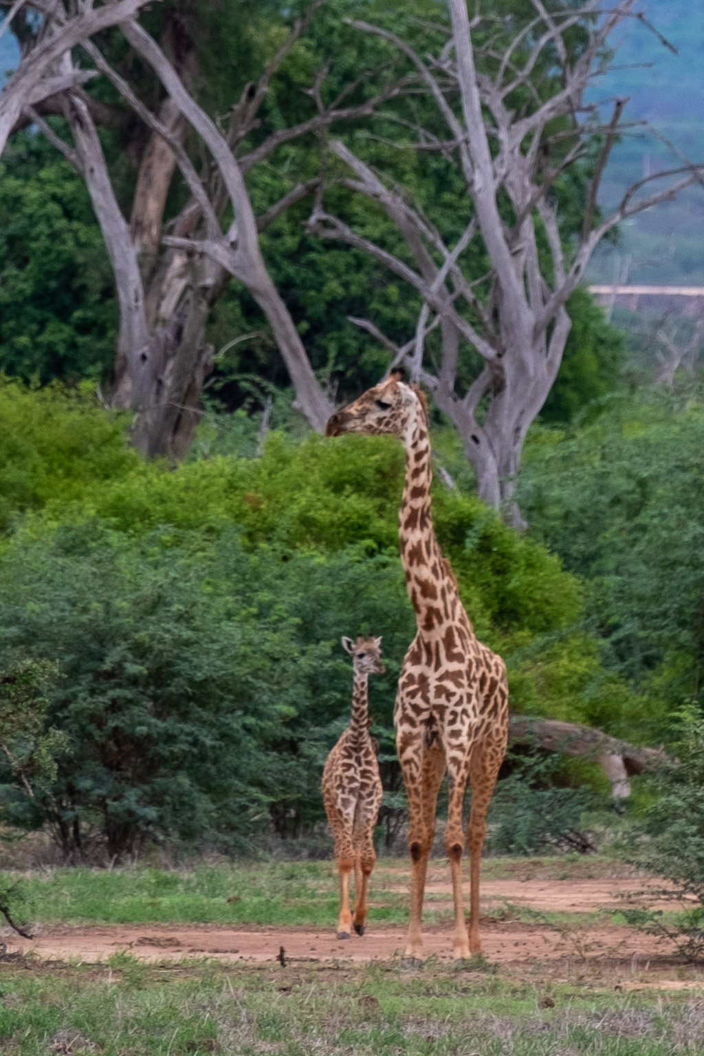 Baby giraffe - Masai Mara, Kenya