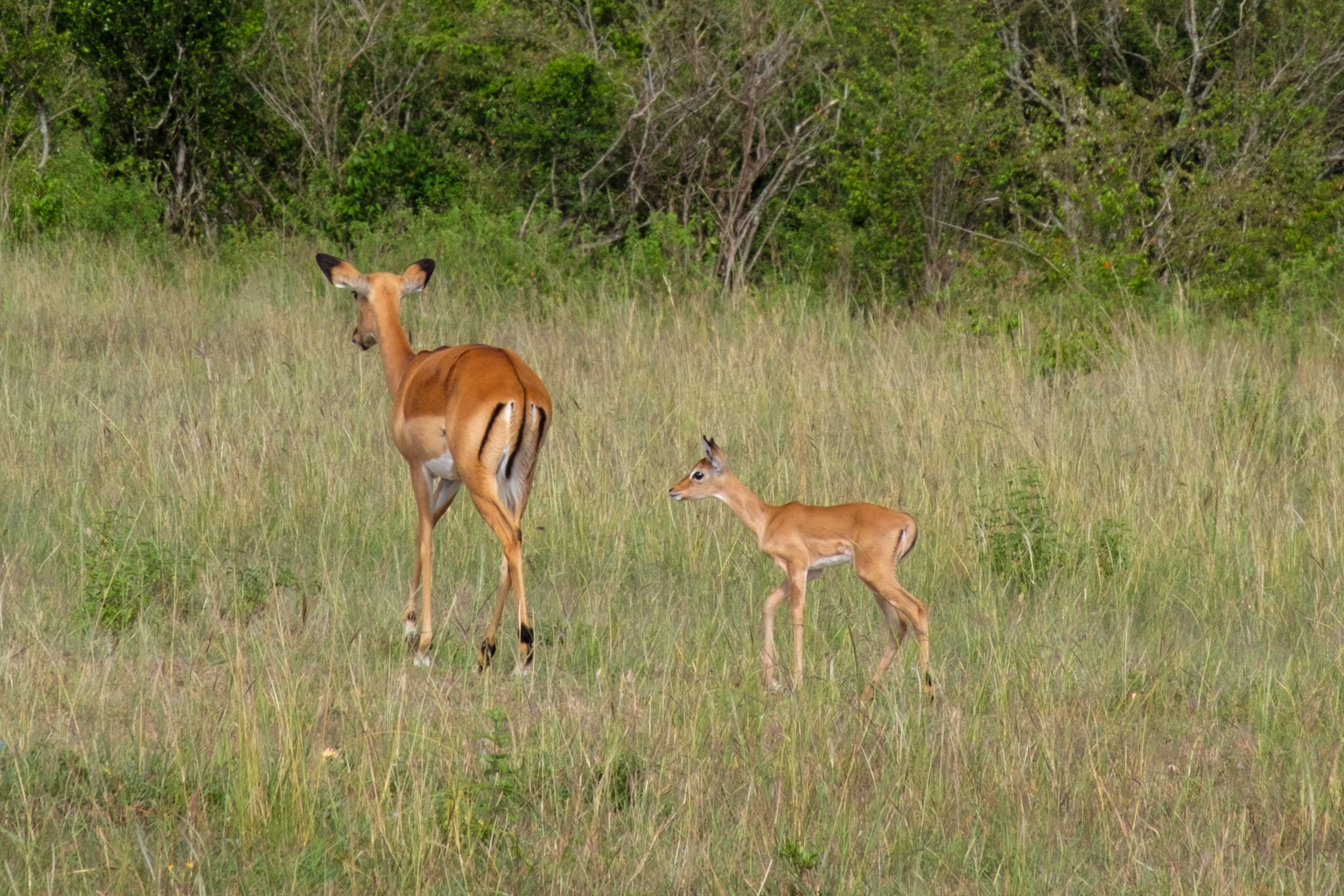 Baby impala - Masai Mara, Kenya