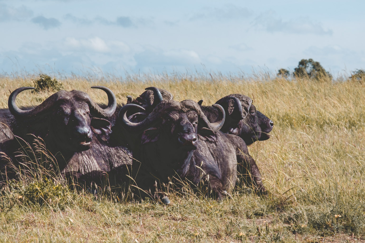 Buffalos - Mount Kenya, Kenya