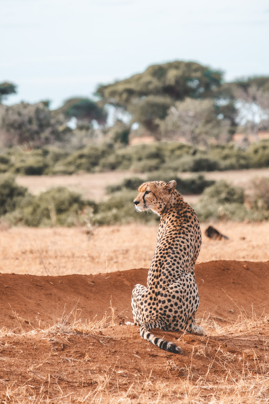 Cheetah - Masai Mara, Kenya