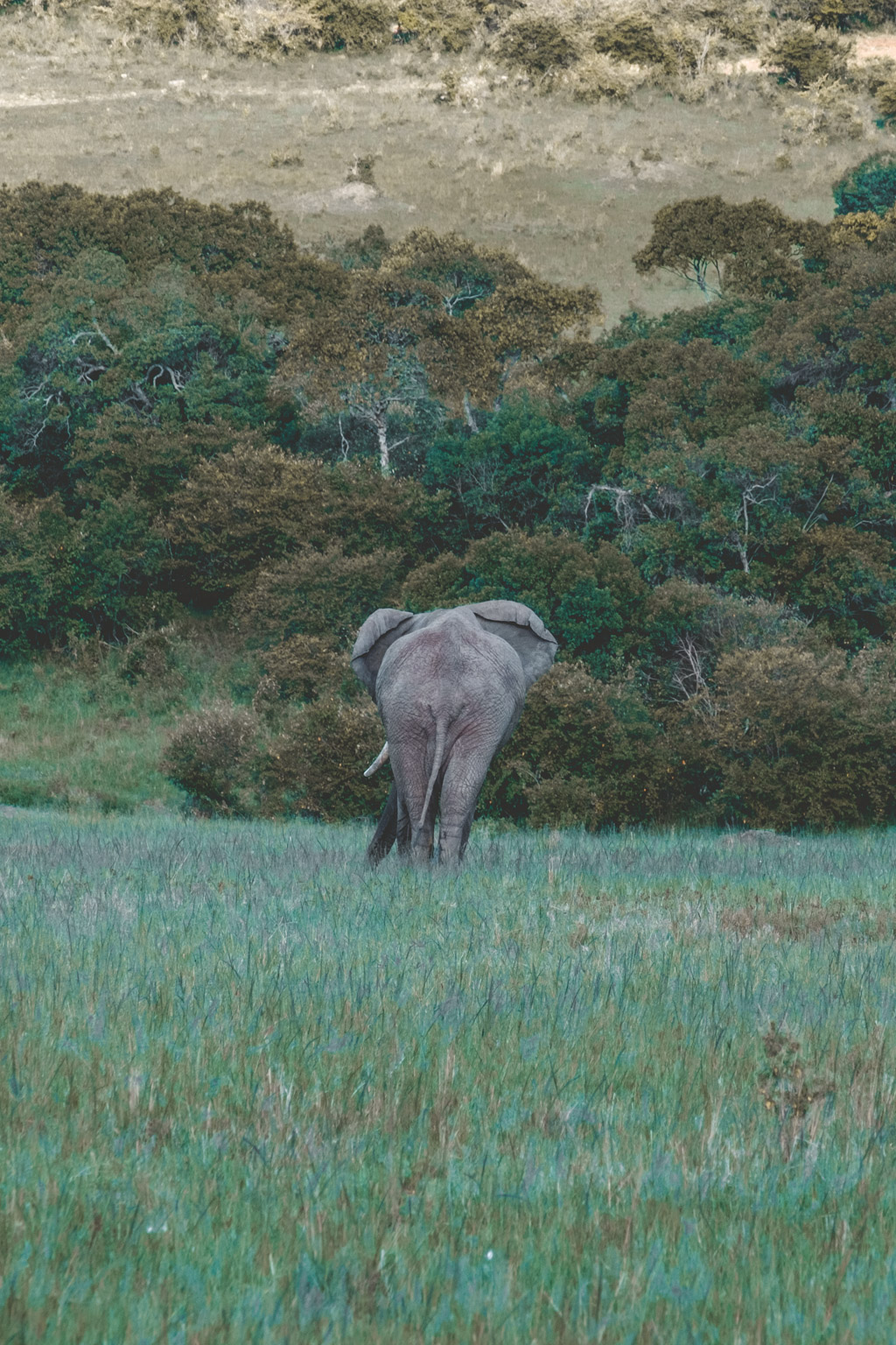Elephant, Masai Mara, Kenya
