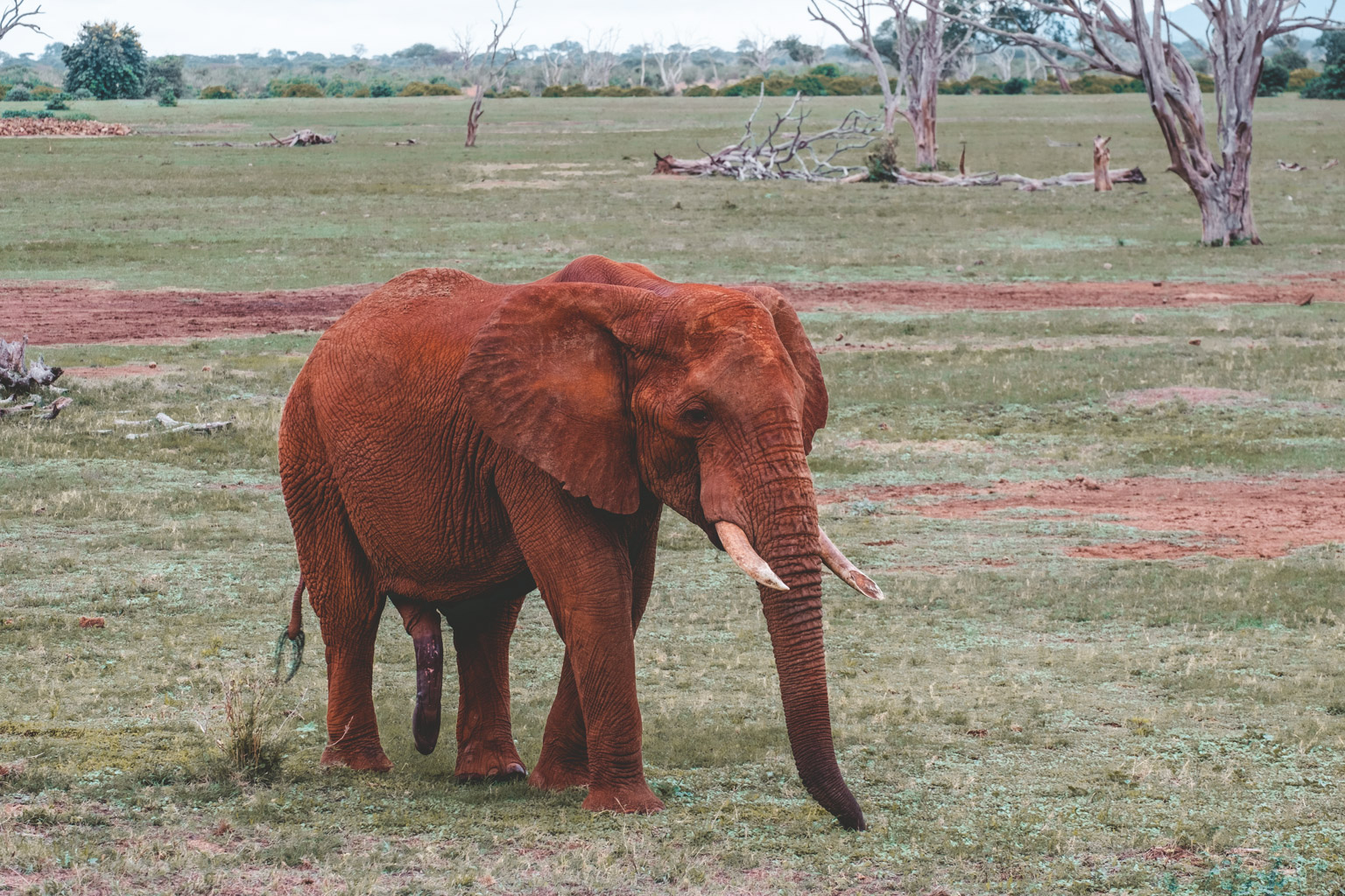 Elephant - Tsavo, Kenya - Good morning to you too!