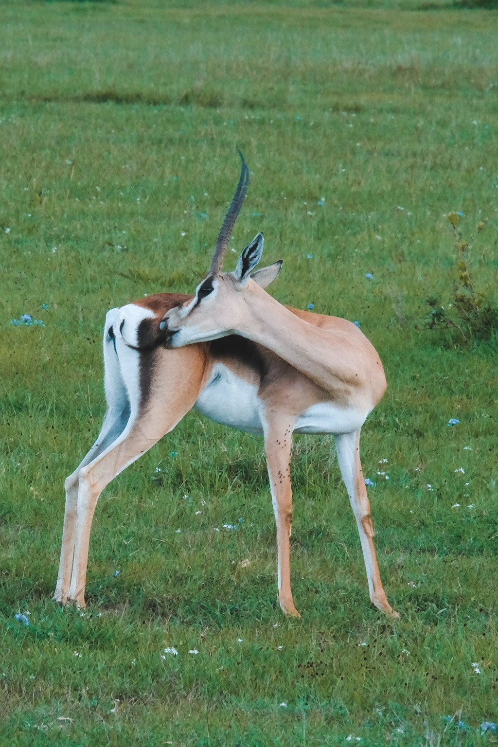 Gazelle - Mount Kenya, Kenya