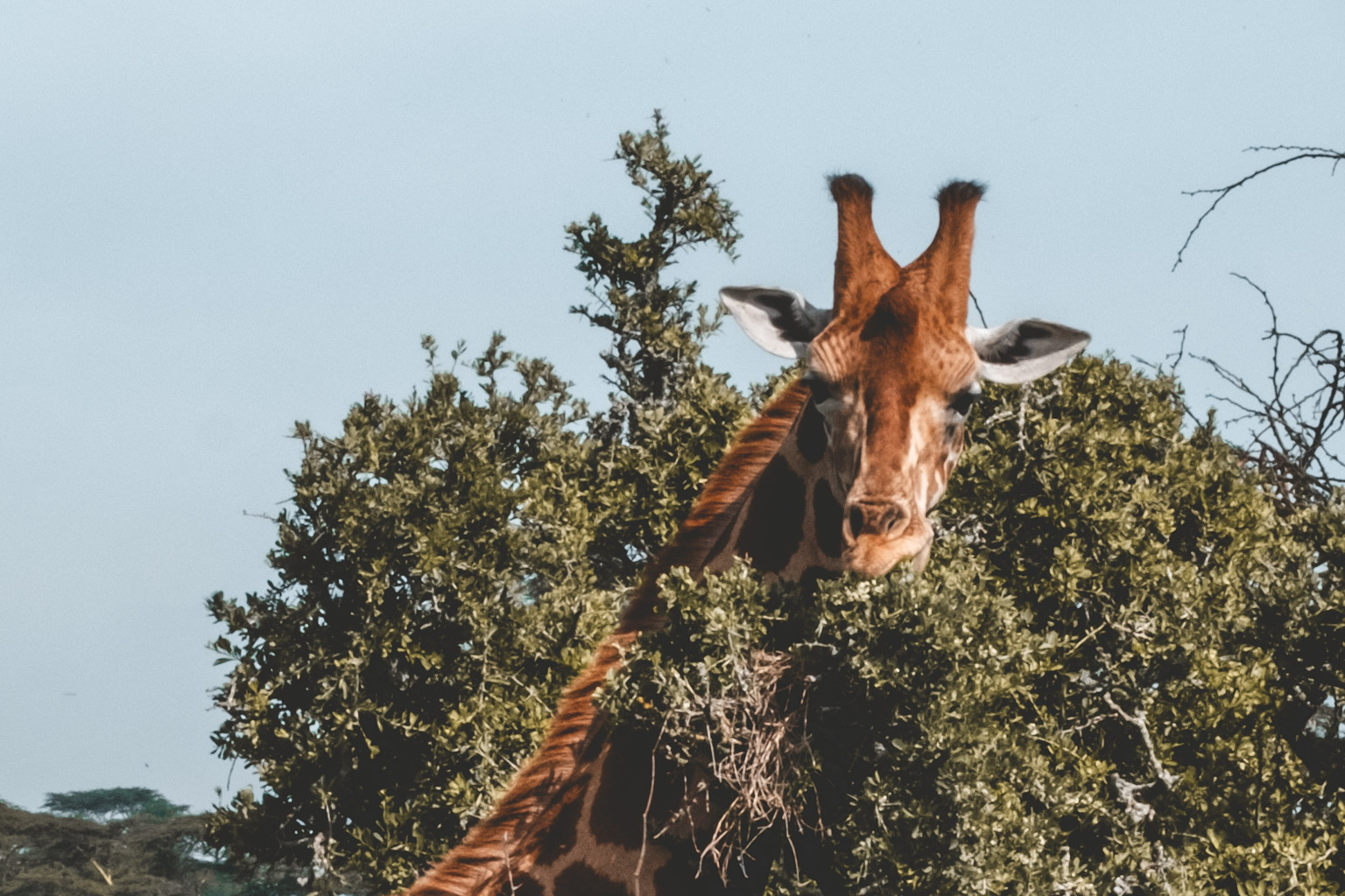 Giraffe - Lake Nakuru, Kenya