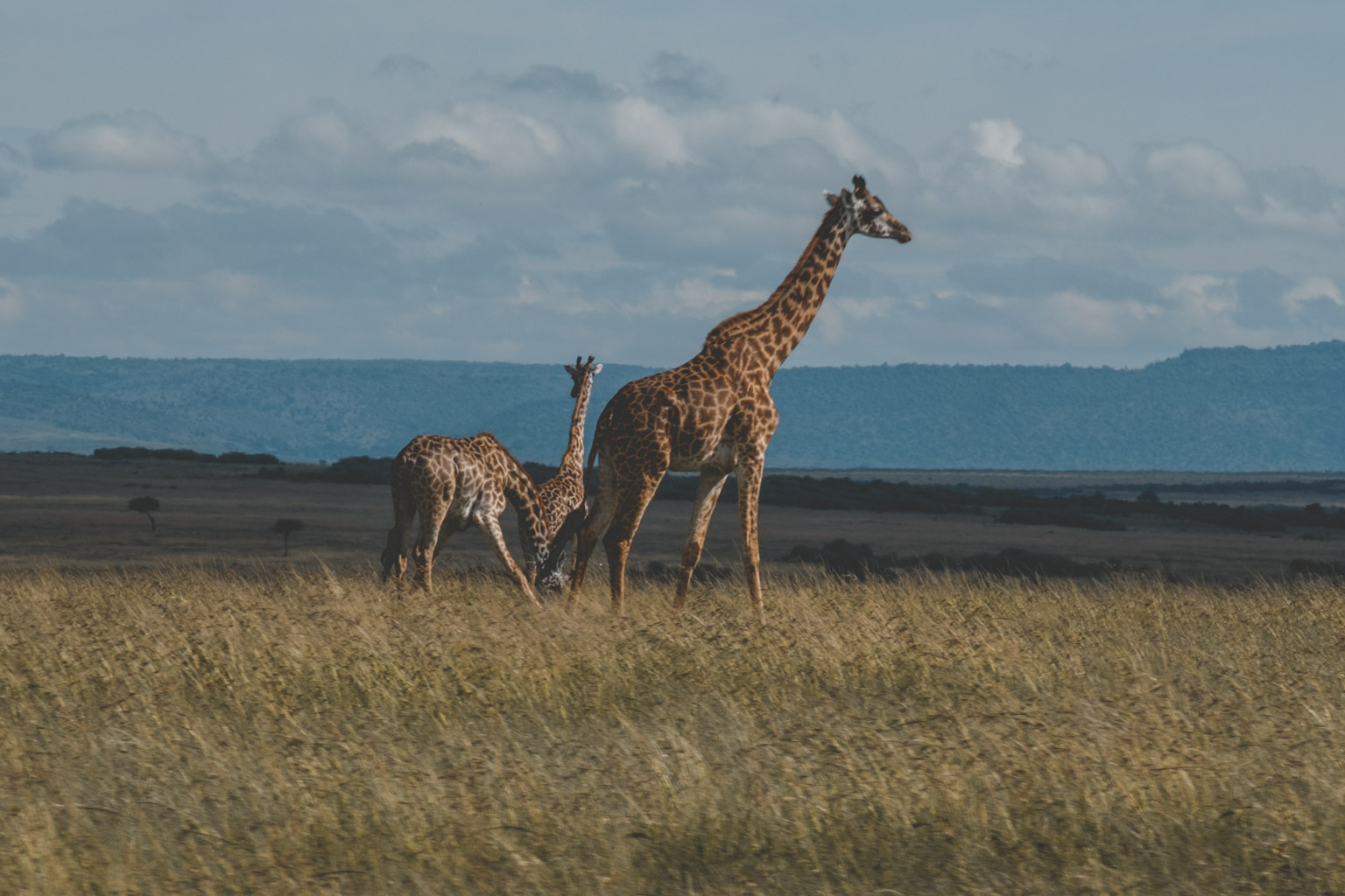 Giraffes - Masai Mara, Kenya