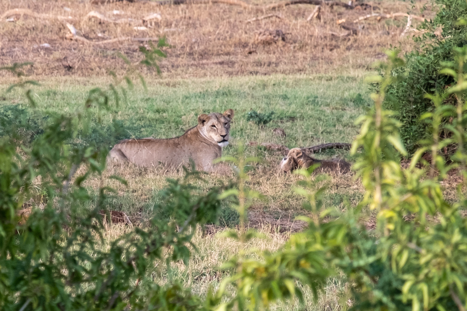 Lioness watching over her cubs