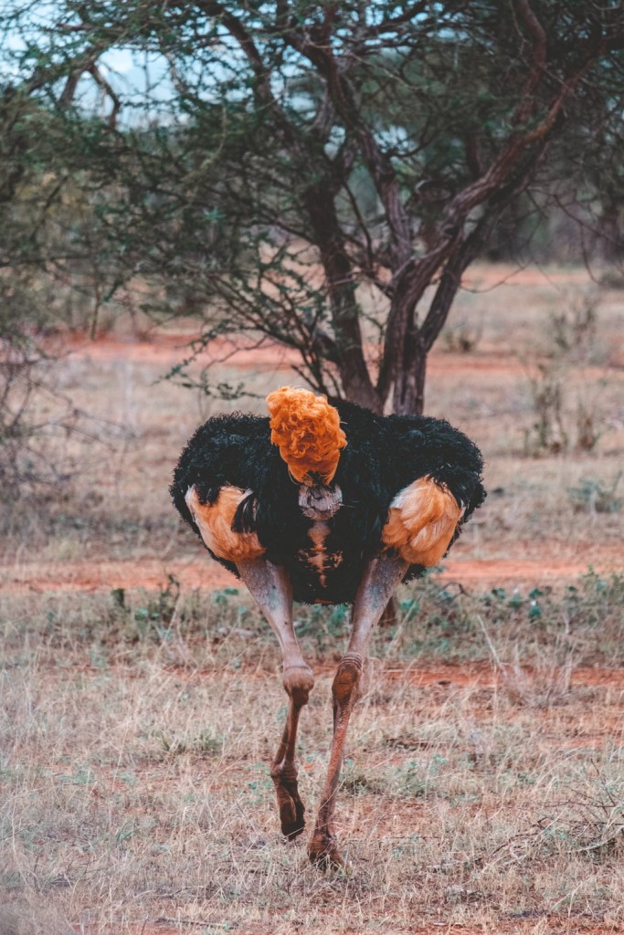 Ostrich - Tsavo, Kenya