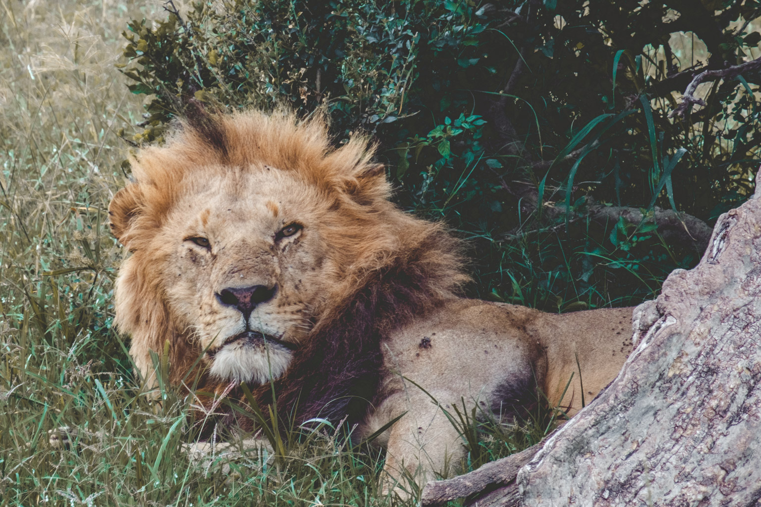 Sleepy Lion - Masai Mara, Kenya