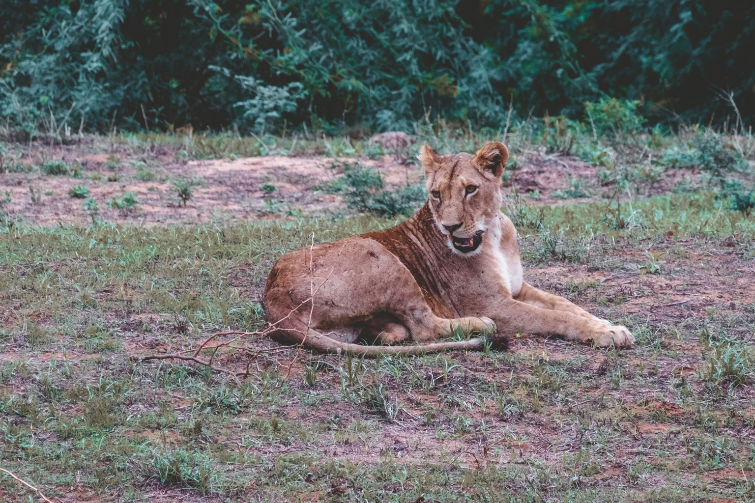 Lioness