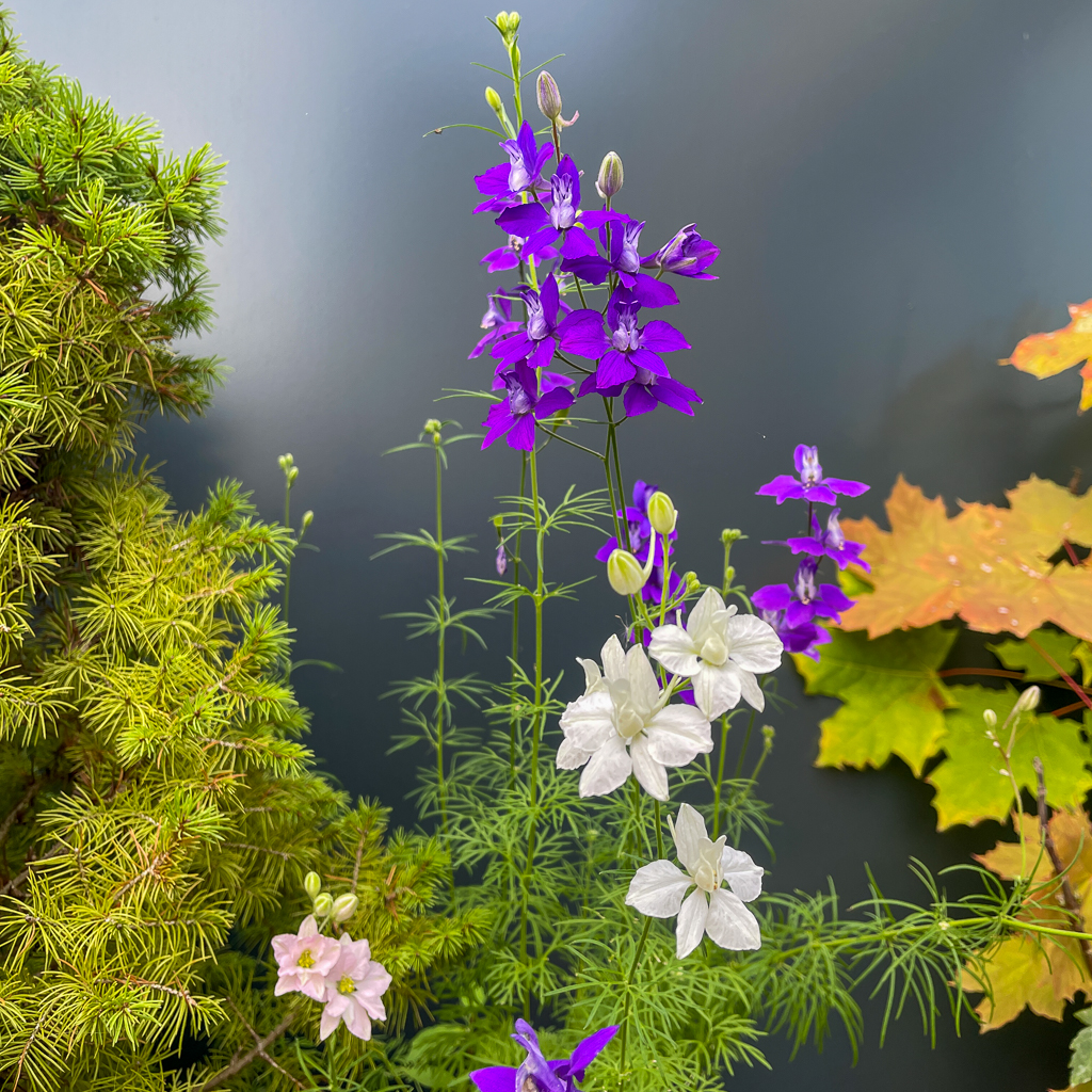 larkspur flowers