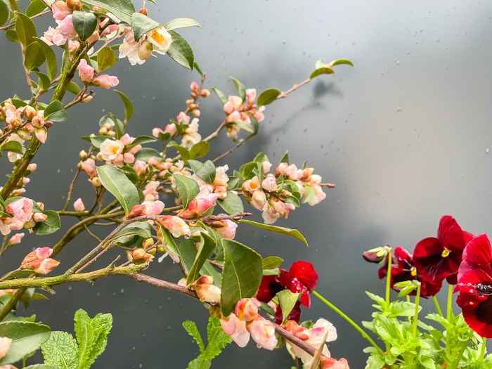 Just some flowers to brighten your day 