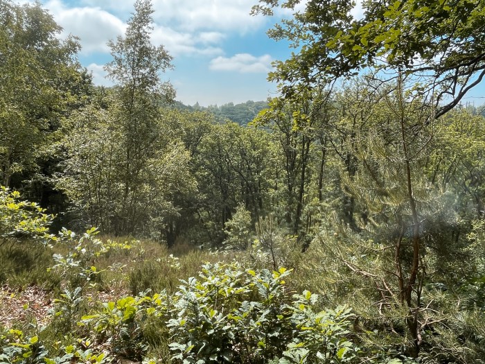 Deep in the forest lies my peace