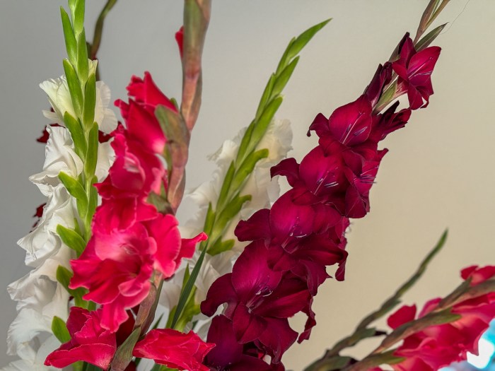 Just pretty pink flowers to brighten your day